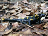 Salamandra škrvnitá