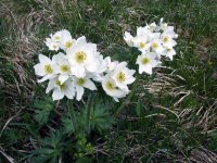 Veternica narcisokvetá