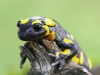 Salamandra škrvnitá