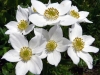 Veternica narcisokvetá